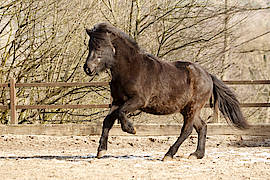 Hrafnfaxa - nicht umsonst ehemaliger Deutscher Meister im Viergang :-)