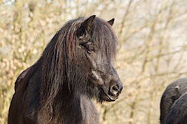 Hrafnfaxa - noch immer eine Schönheit