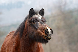 Ösp, mittlerweile 32 Jahre alt