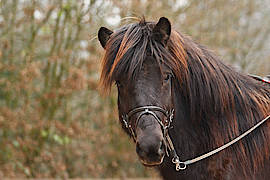 Fengari vom Gut Waldeck