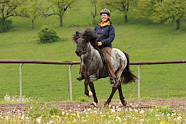 Frodi vom Gestüt Ponsheimer Hof