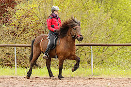 Hugi vom Gestüt Ponsheimer Hof