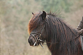 Krabat vom Gut Waldeck