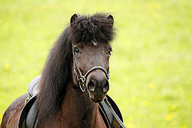 Lina vom Gestüt Ponsheimer Hof