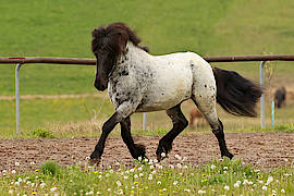 Skuggi vom Gestüt Ponsheimer Hof