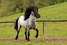 Skuggi vom Gestüt Ponsheimer Hof