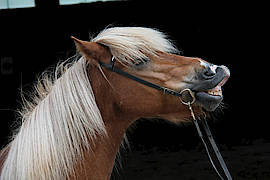 Fotoworkshop Rosl Rössner